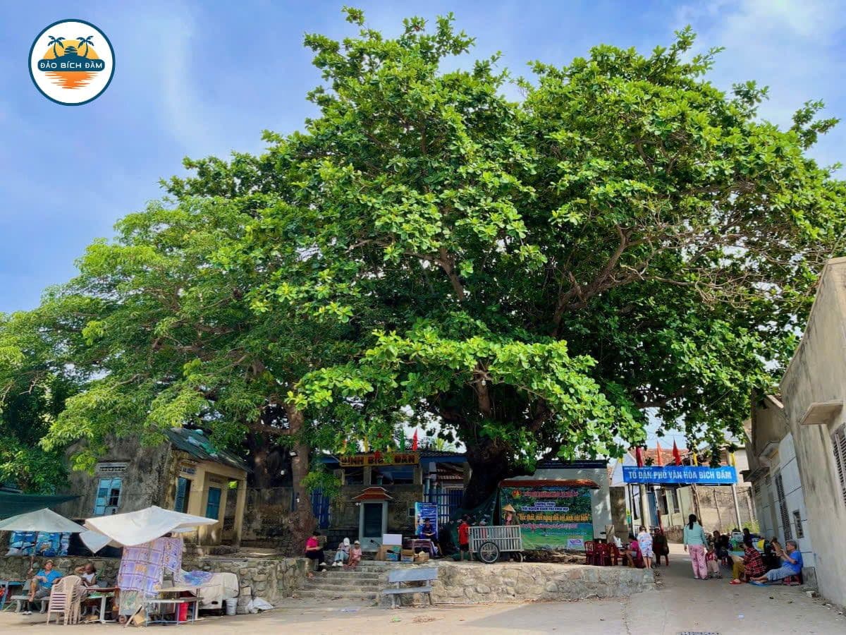 tour đảo bích đầm nha trang 2 ngày 1 đêm 